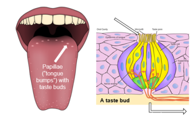 Tongue and papillae