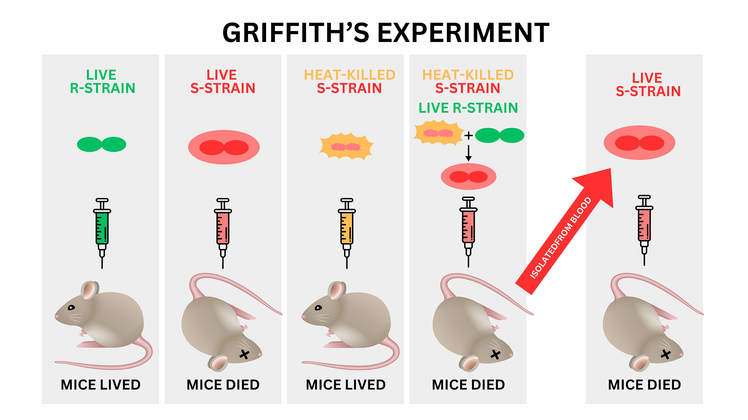 Griffith's Experiment