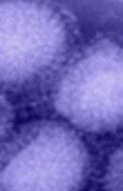 close-up view of living cells