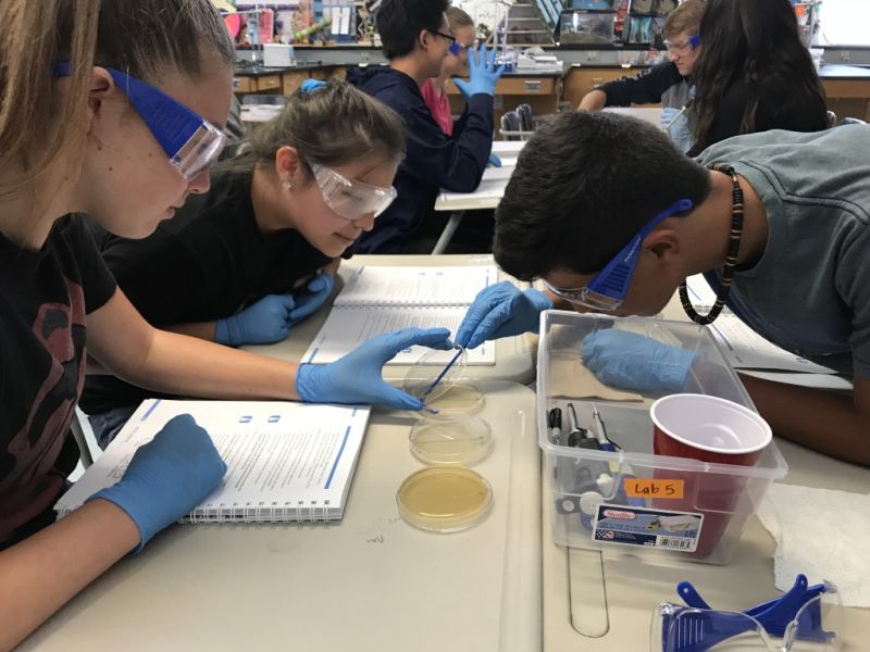 Students at a lab table wearing goggles and making smears in a petri dish