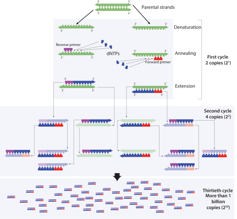 PCR process