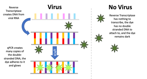 virus fluorescence