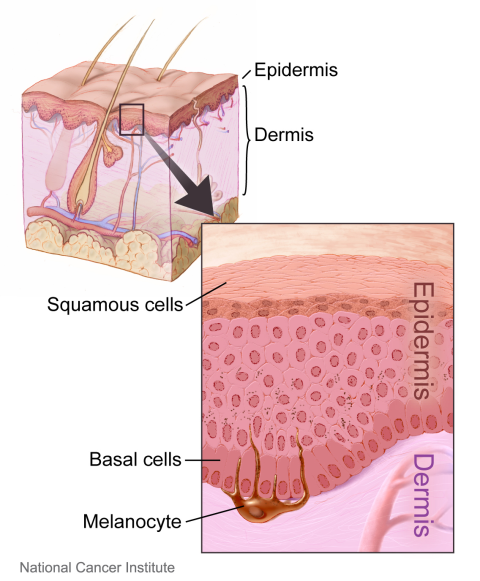 layers of skin