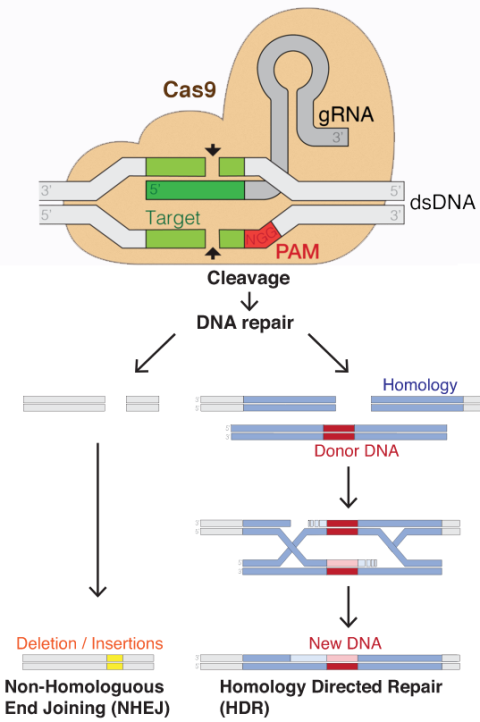 amgen png