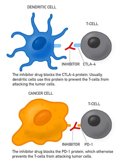 Cell Diagram